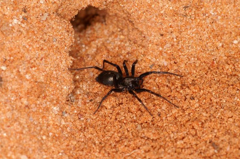 Venonia_micarioides_D7193_Z_85_Kidmans camp_Australie.jpg